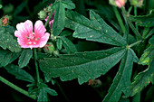 Althaea cannabina S.Europe pink