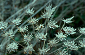 Cow Parsley