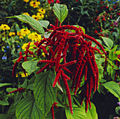 Love-Lies-Bleeding