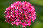 Allium hollandicum Purple Sensation