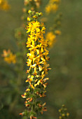 Fragrant Agrimony