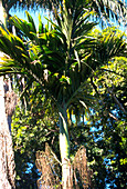 Betel Nut Palm. (Areca catechu)