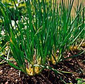 Spring Onion. (Allium cepa)