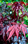 Japanese Maple. (Acer palmatum 'Bloodgood')