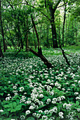 Ransoms. (Allium ursinum)