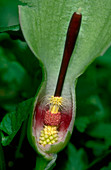 Lords-and-Ladies. (Arum maculatum)