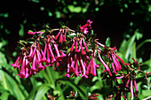 Mexican abelia (Abelia floribunda)