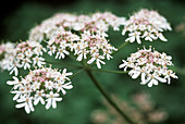 Cow parsley (Anthriscus sylvestris)