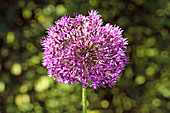 Allium flower (Allium rosenbachianum)