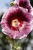 Hollyhock (Alcea rosea)