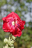 Hollyhock (Alcea rosea 'Chaters')