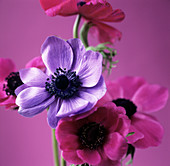 Anemone flowers (Anemone sp.)
