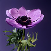 Anemone flower (Anemone sp.)
