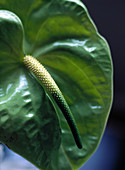 Painter's palette (Anthurium andraeanum)