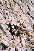 Rock jasmine (Androsace villosa)