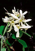 Snowy mespilus (Amelanchier ovalis)