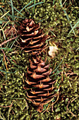 Fallen pine cones (Abies procera)