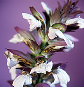 Acanthus flower spike (Acanthus sp.)