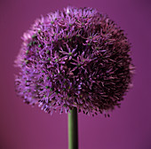 Allium flower (Allium sp.)
