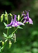 Columbine flowers (Aquilegia yabeana)