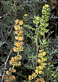 Burro bush (Ambrosia dumosa)