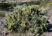 Desertholly (Atriplex hymenelytra)