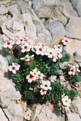 Rock jasmine (Androsace villosa)