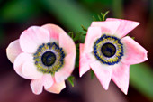 Poppy anemones (Anemone coronaria)