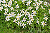 Wood anemone (Anemone nemrosa)