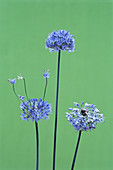 Blue globe onion (Allium caeruleum)