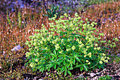 Alpine lady's mantle (Alchemilla alpina)