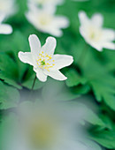 Snowdrop windflower (Anenome sylvestris)
