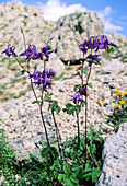 Columbine (Aquilegia viscosa)