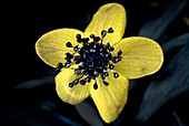 Yellow anemone in UV light