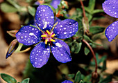 Anagallis foemina