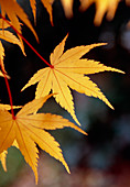 Japanese maple (Acer 'Sango Kaku')