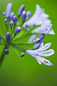 African lily (Agapanthus africanus)
