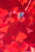 Red maple leaves (Acer rubrum)