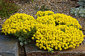 Madwort (Alyssum oxycarpum)