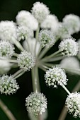 Wild angelica (Angelica sylvestris)