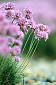 Thrift (Armeria maritima)