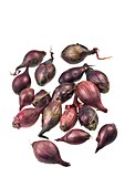 Seed onions