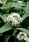 Wild garlic (Allium ursinum)