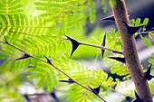 Bullhorn acacia (Acacia cornigera)