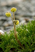 Norwegian mugwort (Artemisia norvegica)