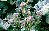 Brassica broccoli 'Otra early'