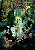 Brassica oleracea v.rapa