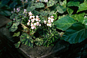 Begonia (Begonia boweri)