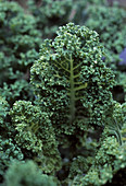 Kale (Brassica 'Dwarf Green Curled')