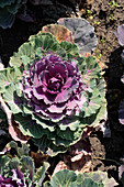 Brassica 'Pigeon Red'